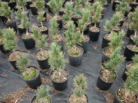 Pinus cembra 'Chalet' - Chalet Swiss Stone Pine
