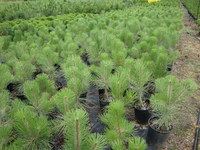 Pinus ponderosa - Ponderosa Pine