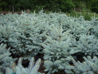 Picea pungens 'Fat Albert' - Fat Albert Spruce