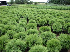 Evergreen Shrubs