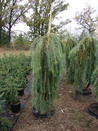 Larix decidua 'Pendula' - Weeping European Larch