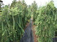 Larix decidua 'Pendula' - Weeping European Larch