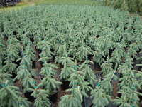 Picea glauca 'Pendula' - Weeping White Spruce