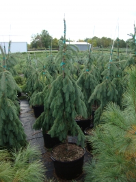 Picea glauca 'Pendula' - Weeping White Spruce