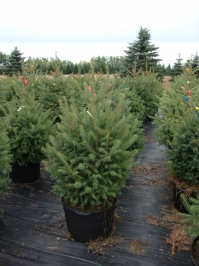 Picea meyeri - Meyer Spruce