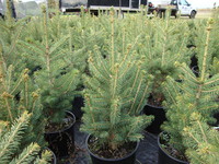 Picea meyeri - Meyer Spruce