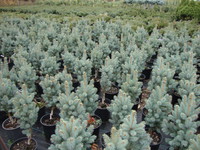 Picea pungens 'Fastigiata' - Columnar Blue Spruce