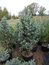 Picea pungens 'Fastigiata' - Columnar Blue Spruce