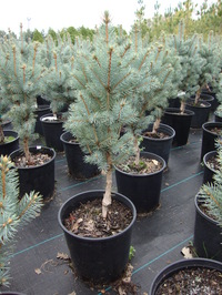 Picea pungens 'Fastigiata' - Columnar Blue Spruce