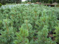 Pinus cembra 'Chalet' - Chalet Swiss Stone Pine