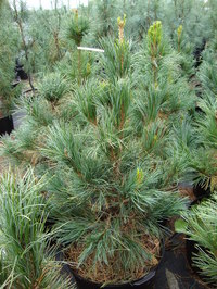 Pinus cembra 'Chalet' - Chalet Swiss Stone Pine