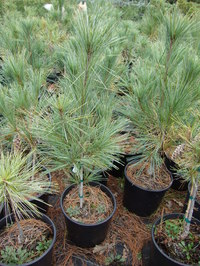 Pinus strobus 'Fastigiata' - Columnar White Pine