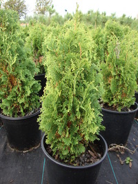 Thuja occidentalis 'Degroot's Spire' - Degroot's Spire Arborvitae