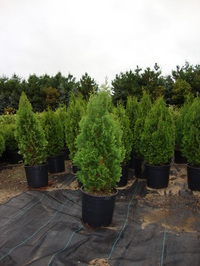 Thuja occidentalis 'Degroot's Spire' - Degroot's Spire Arborvitae