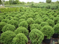 Thuja occidentalis 'Hetz Midget' - Hetz Midget Arborvitae