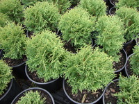 Thuja occidentalis 'Hetz Midget' - Hetz Midget Arborvitae