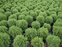 Thuja occidentalis 'Hetz Midget' - Hetz Midget Arborvitae