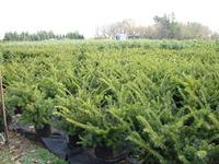 Taxus X media 'Tauntonii' - Taunton Yew