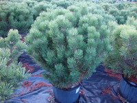 Pinus mugo pumilo – Dwarf Mugo Pine