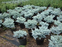 Picea pungens ‘Glauca Globosa’ – Dwarf Blue Spruce