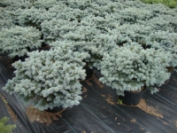 Picea pungens ‘Glauca Globosa’ – Dwarf Blue Spruce