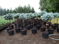 Picea pungens ‘Glauca Globosa’ – Dwarf Blue Spruce