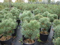 Pinus sylvestris ‘Glauca Nana’ – Dwarf Scotch Pine