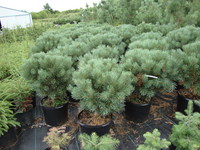 Pinus sylvestris ‘Glauca Nana’ – Dwarf Scotch Pine