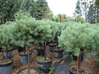 Pinus sylvestris ‘Glauca Nana’ – Dwarf Scotch Pine