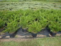 Juniperus chinensis ‘Sea Green’ – Sea Green Juniper