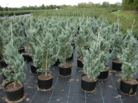 Juniperus scopulorum ‘Wichita Blue’ – Wichita Blue Juniper