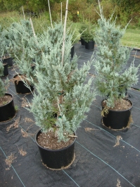 Juniperus scopulorum ‘Wichita Blue’ – Wichita Blue Juniper