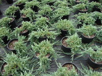 Juniperus horizontalis ‘Wiltonii’ – Wilton Blue Rug Juniper