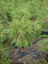 Thuja occidentalis ‘Filiformis’ – Threadlike Arborvitae