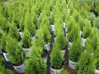 Thuja occidentalis ‘North Pole’ – North Pole™ Arborvitae