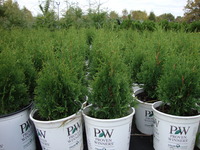 Thuja occidentalis ‘North Pole’ – North Pole™ Arborvitae