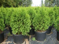 Thuja occidentalis ‘North Pole’ – North Pole™ Arborvitae