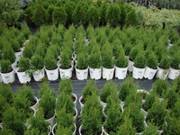 Thuja occidentalis ‘North Pole’ – North Pole™ Arborvitae