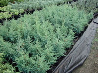 Juniperus virginiana – Eastern Red Cedar