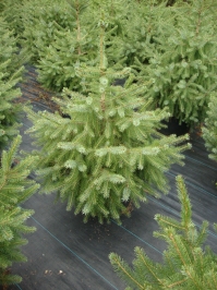 Picea omorika – Serbian Spruce