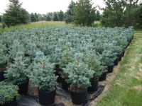 Picea pungens 'Glauca' (Montrose Farm Strain) – Baby Blue Spruce