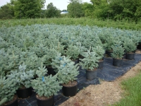 Picea pungens 'Glauca' (Montrose Farm Strain) – Baby Blue Spruce