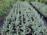 Picea pungens 'Glauca' (Montrose Farm Strain) – Baby Blue Spruce