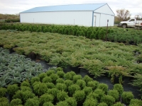 Juniperus horizontalis ‘Plumosa compacta’ – Andorra Compact Juniper