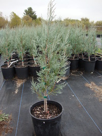 Juniperus scopulorum ‘Medora’ – Medora Juniper