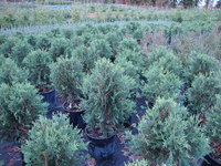 Thuja occidentalis ‘bailJohn’ – Technito™ Arborvitae