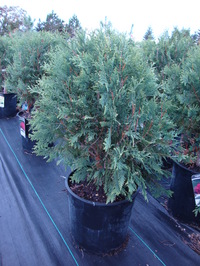 Thuja occidentalis ‘bailJohn’ – Technito™ Arborvitae