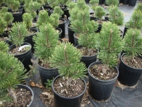 Pinus mugo ‘Tannenbaum’ – Tannenbaum Mugo Pine