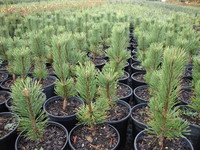 Pinus mugo ‘Tannenbaum’ – Tannenbaum Mugo Pine