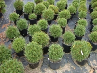 Pinus sylvestris ‘Green Penguin’ – Dwarf Green Penguin Pine